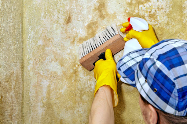 Best Commercial Mold Inspection  in USA